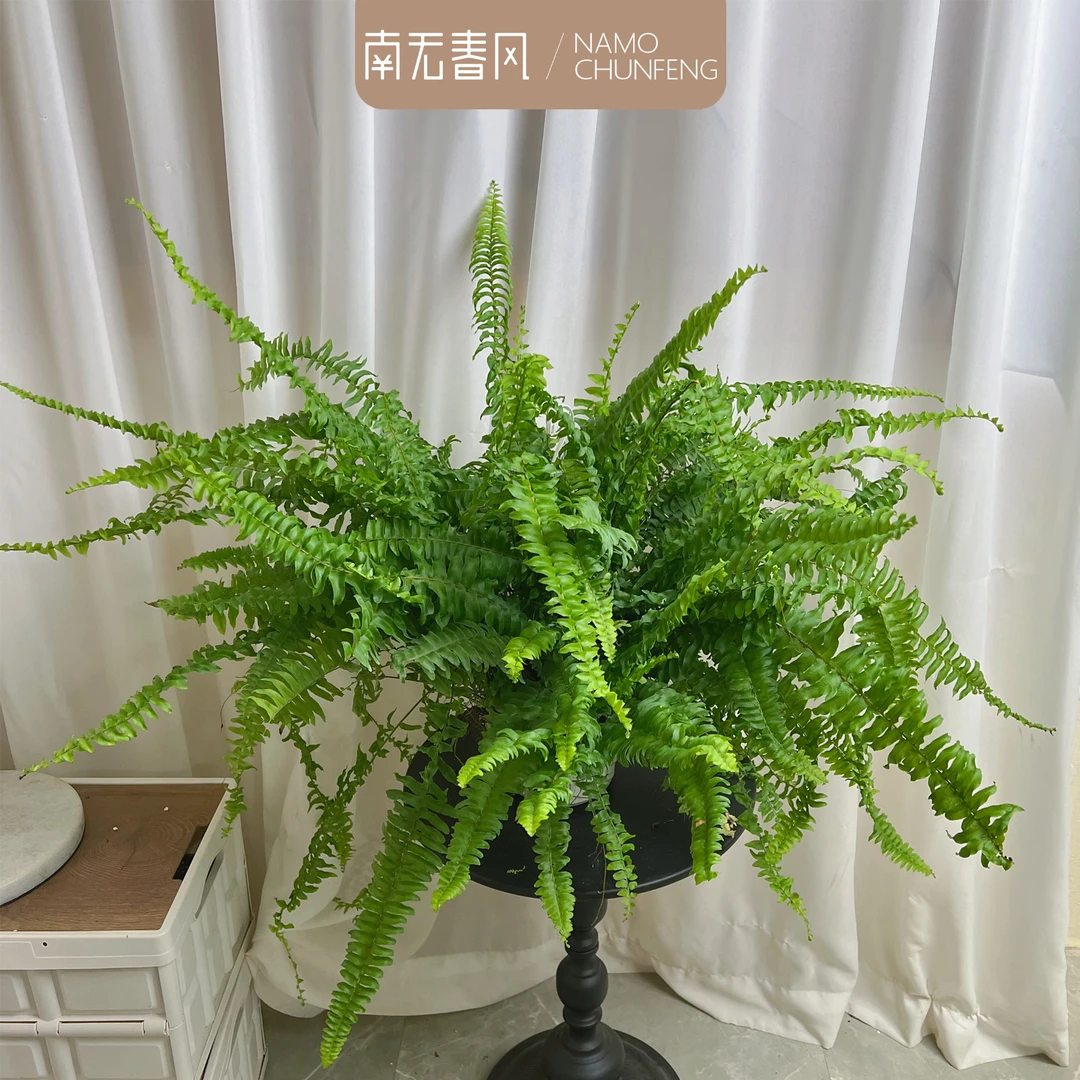 【青叶波斯顿蕨】蕨类植物盆栽长藤叶垂吊蕨客厅室内雨林绿植造景