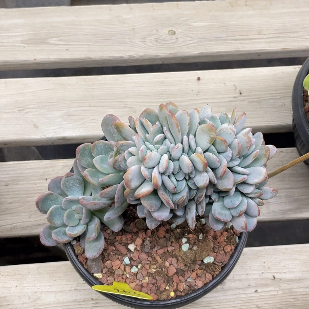 冰橙缀化一个。