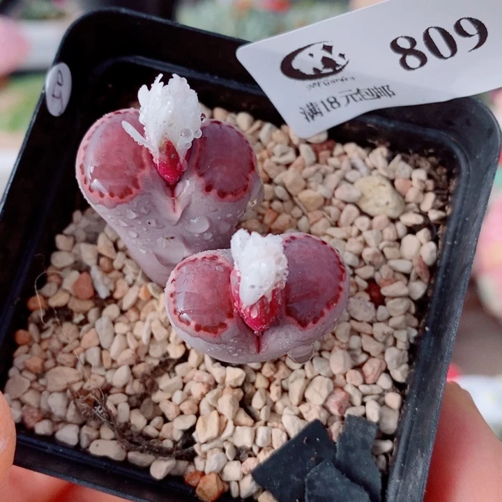 生石花花花花花花花花809