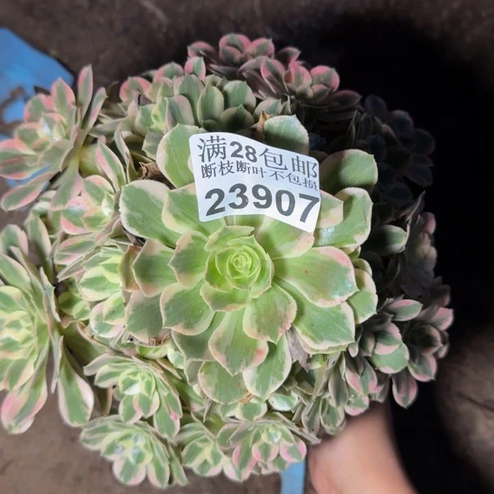 23907女妖多肉植物