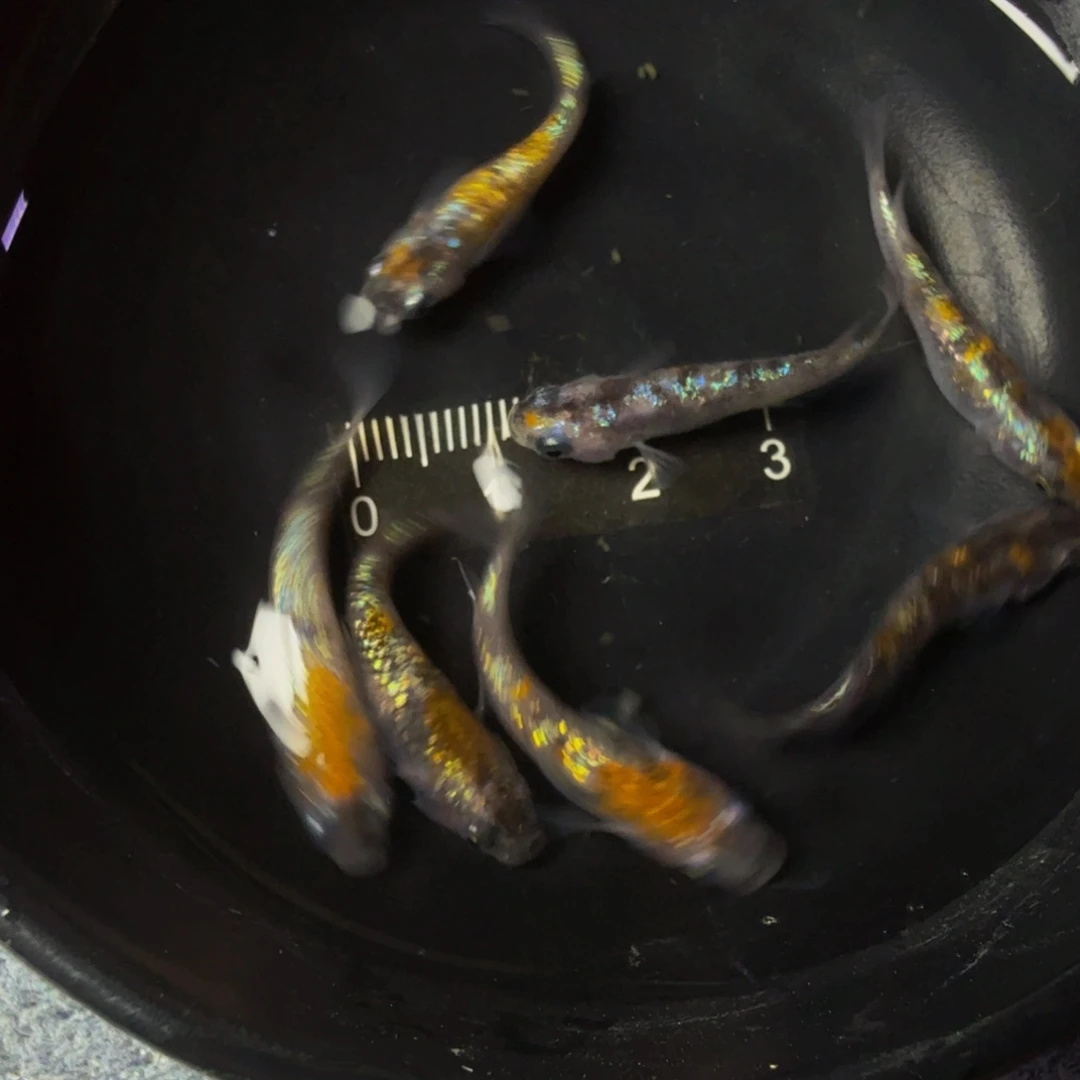 青鳉01三色星光种极7条