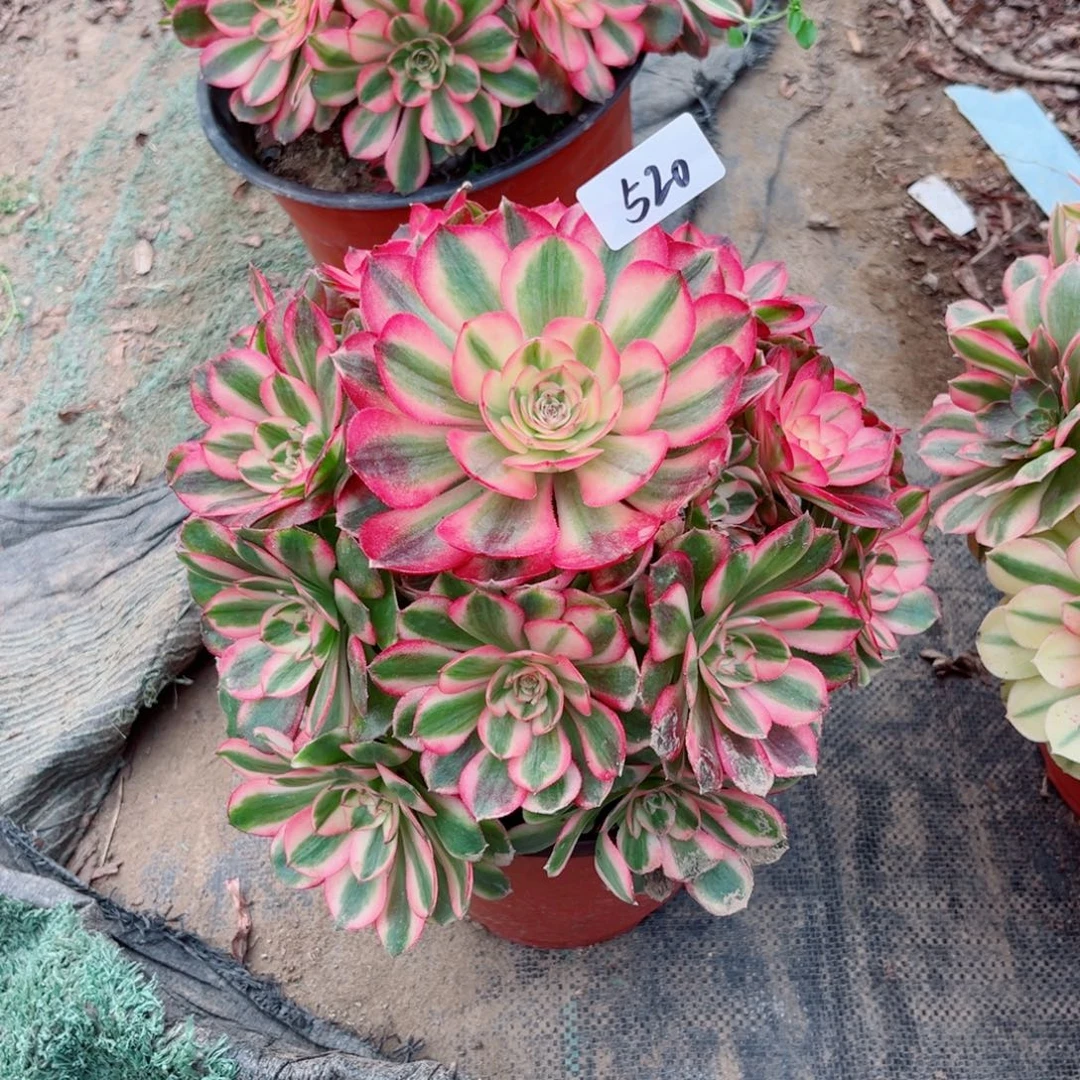 520荔枝手捧花多肉法师