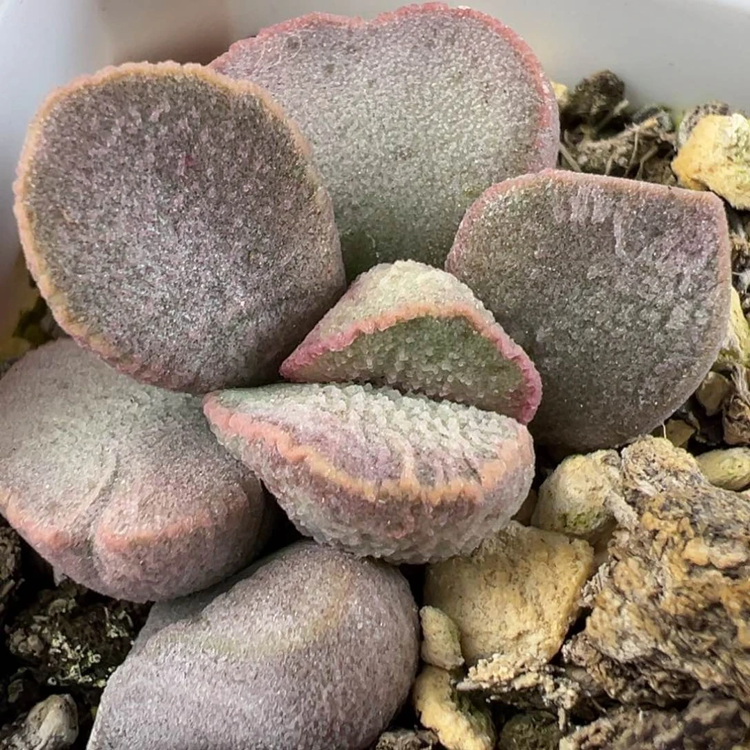 实生新品多肉植物水泡实生新品