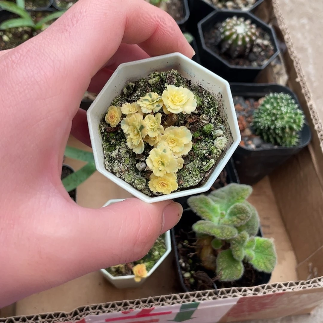 404亚特兰蒂斯锦（满18包邮）