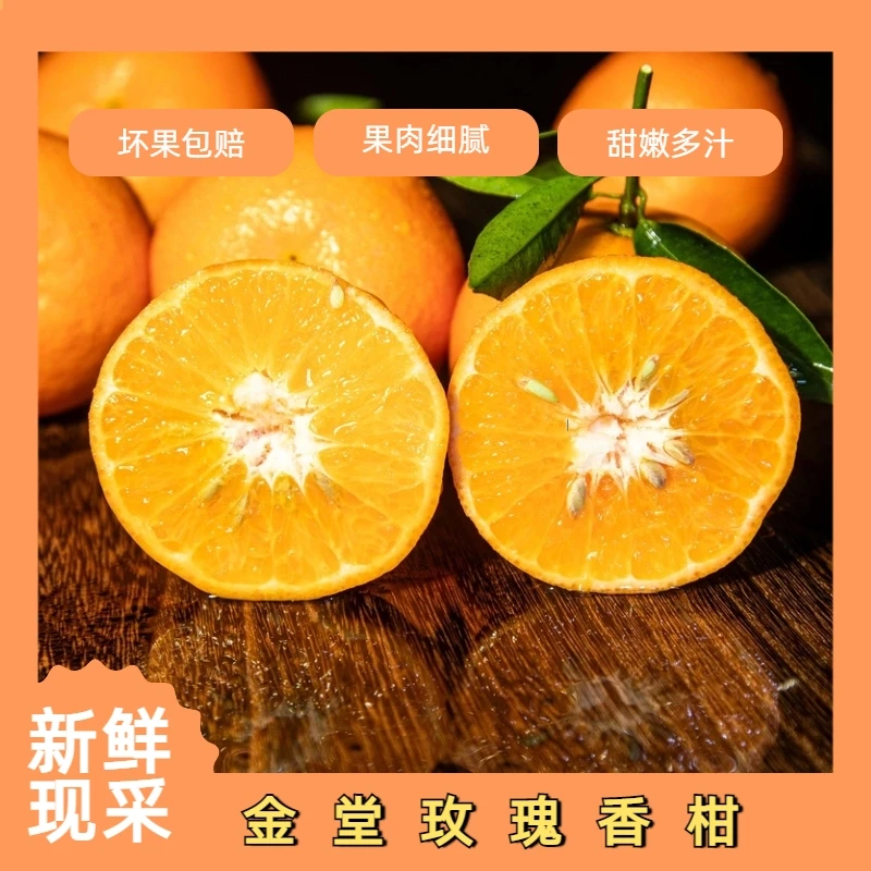 金堂玫瑰香柑新鲜采摘玫瑰香柑