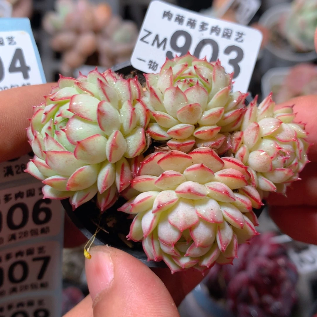 5CM拇指盆精控多肉ZM903