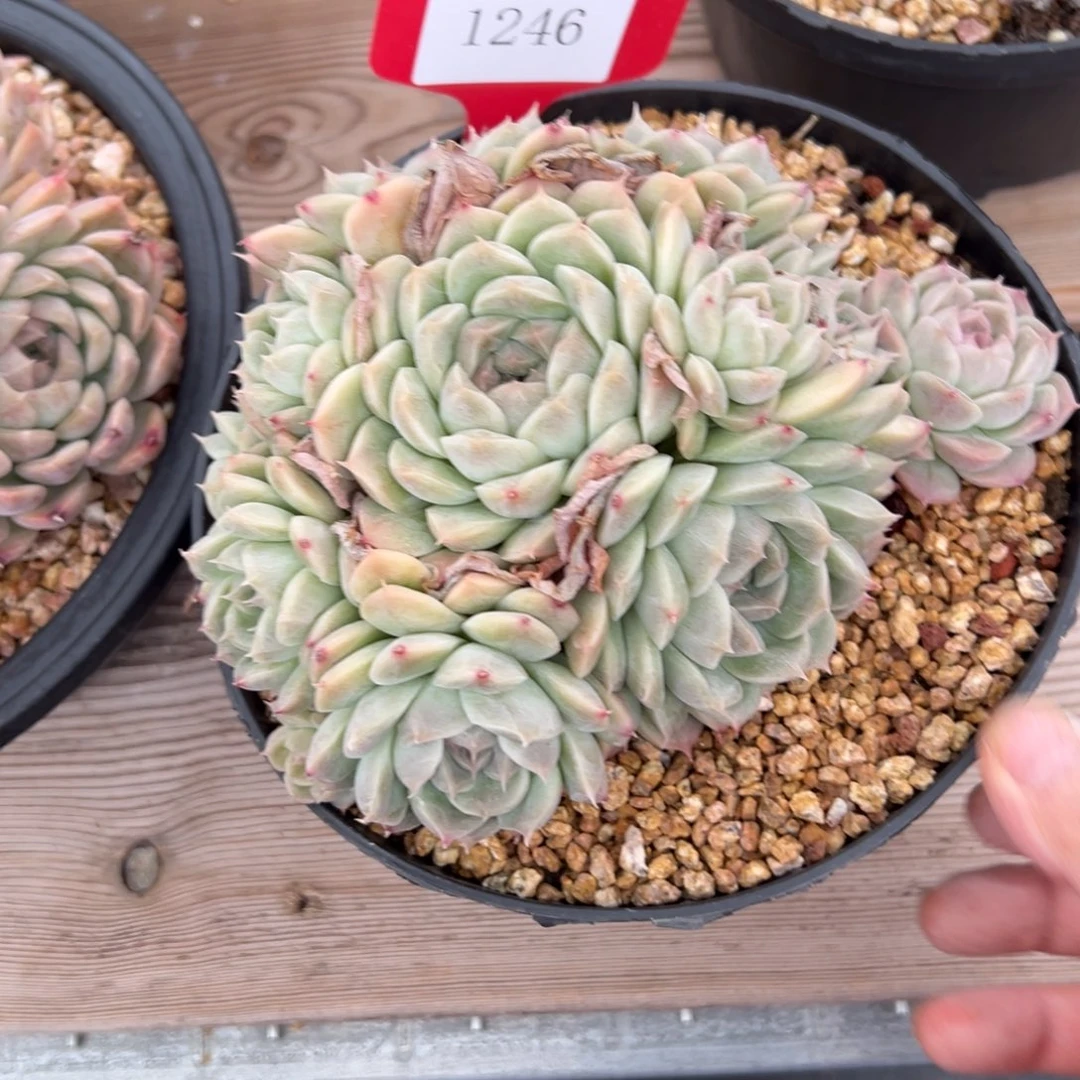 陌**开1246肉多么多么多么多哦多哦