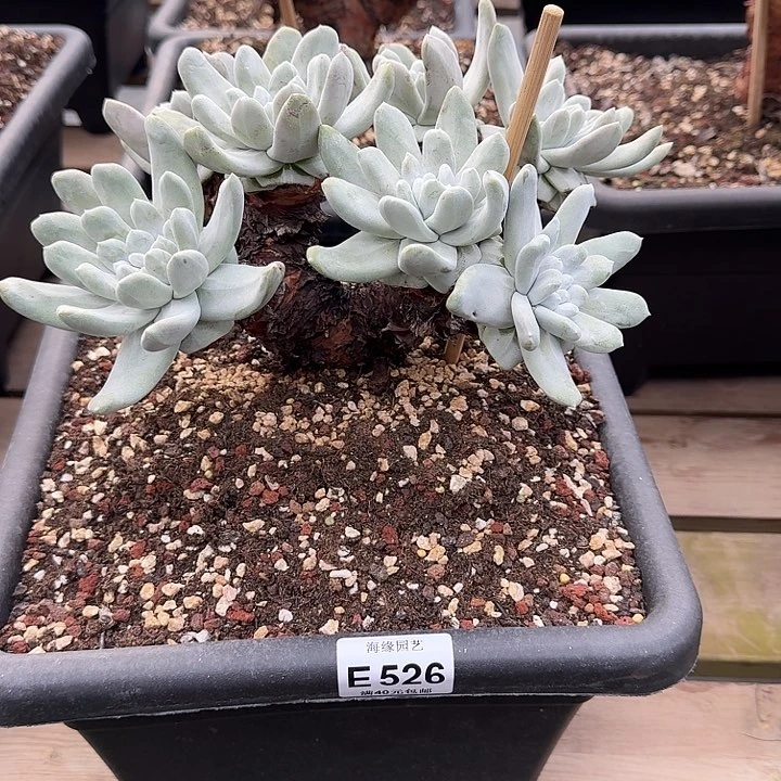 A****g拇指仙女杯多肉植物