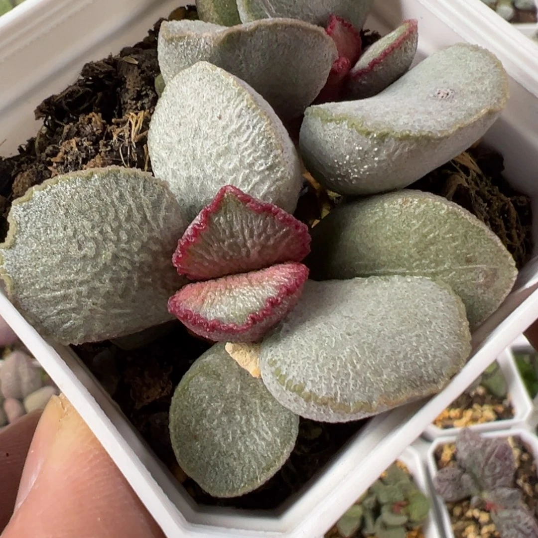 圣姬水泡多肉植物水泡