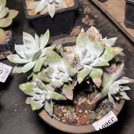 P*Z谢谢姐姐～一物一拍3604