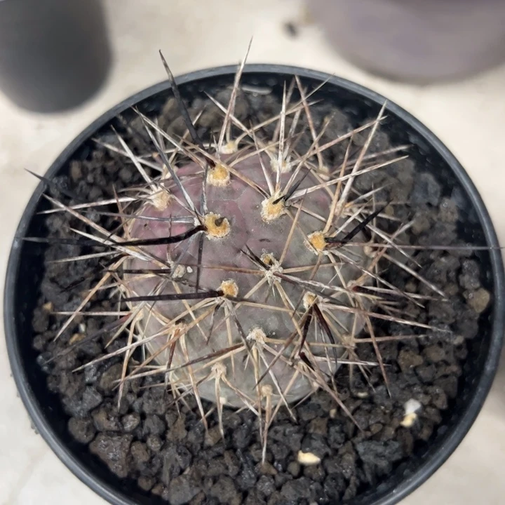 千***发仙人球仙人球仙人球