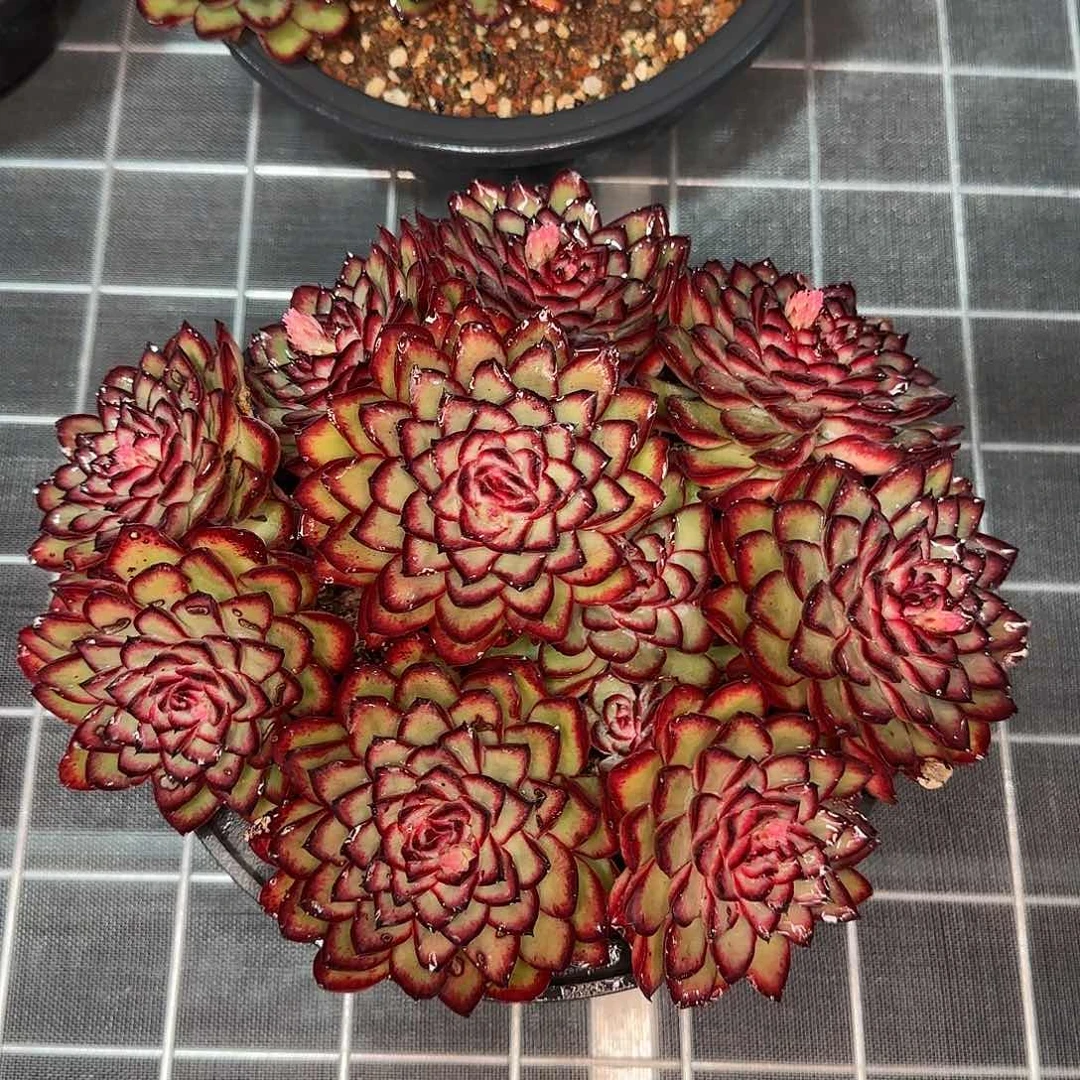 从前慢花园精选肉酱玫瑰