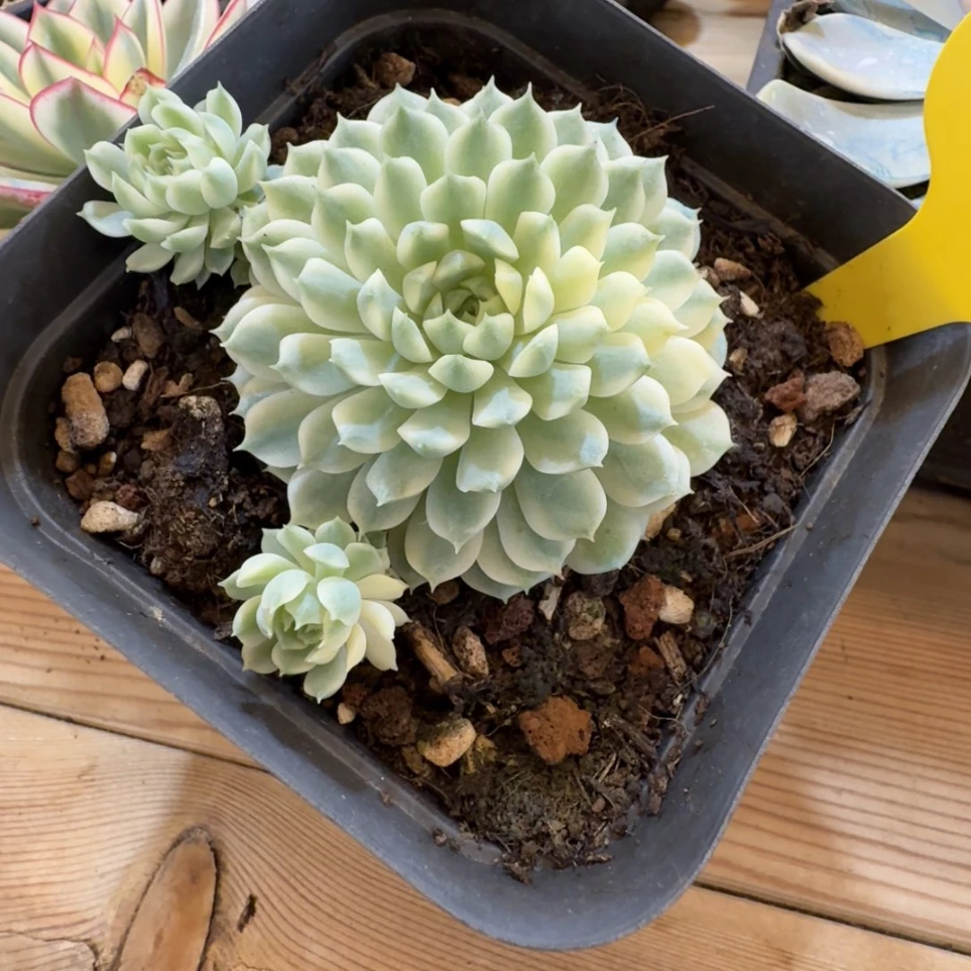 胭脂扣 安吉园艺锦