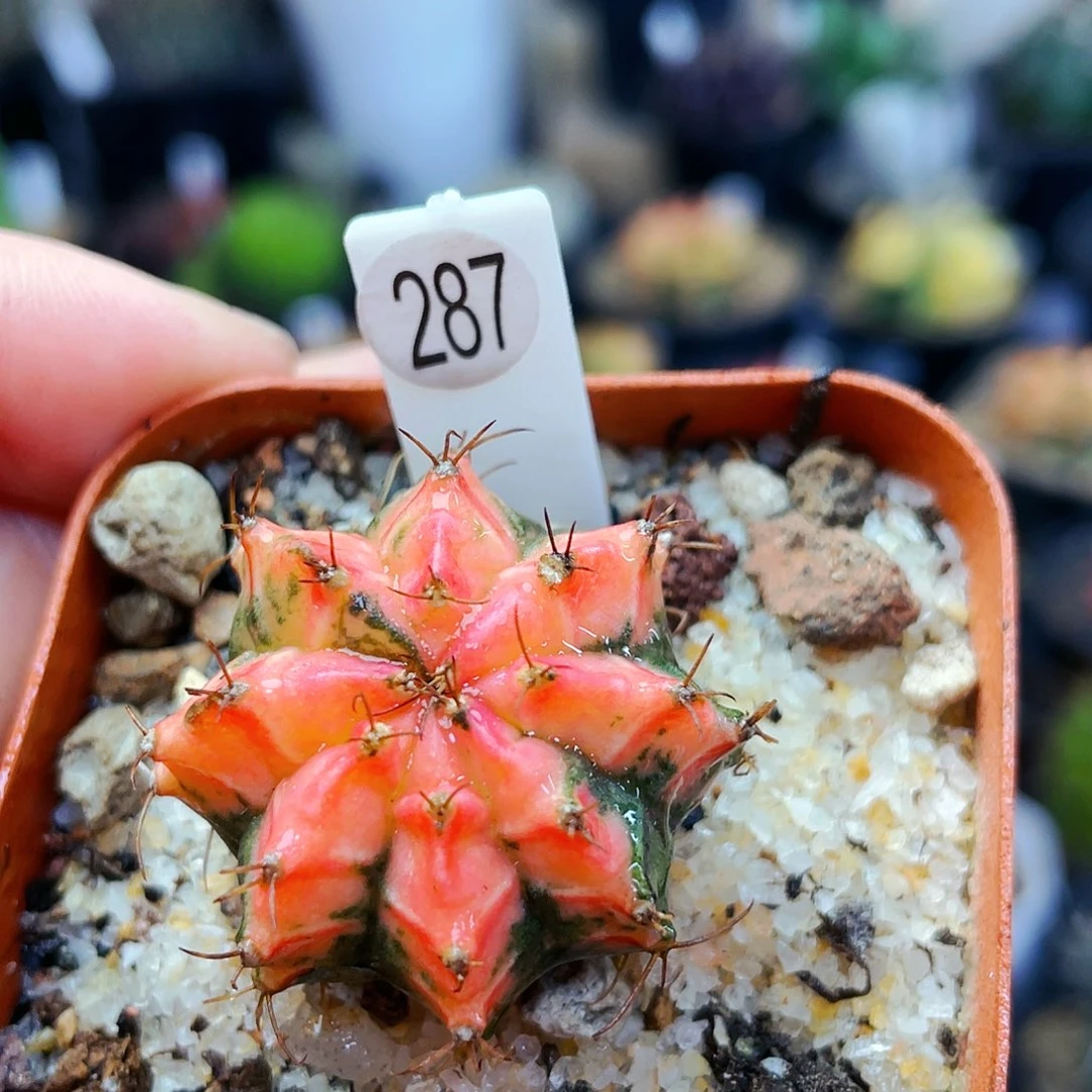 非偏远地区满25裸根发货仙人球