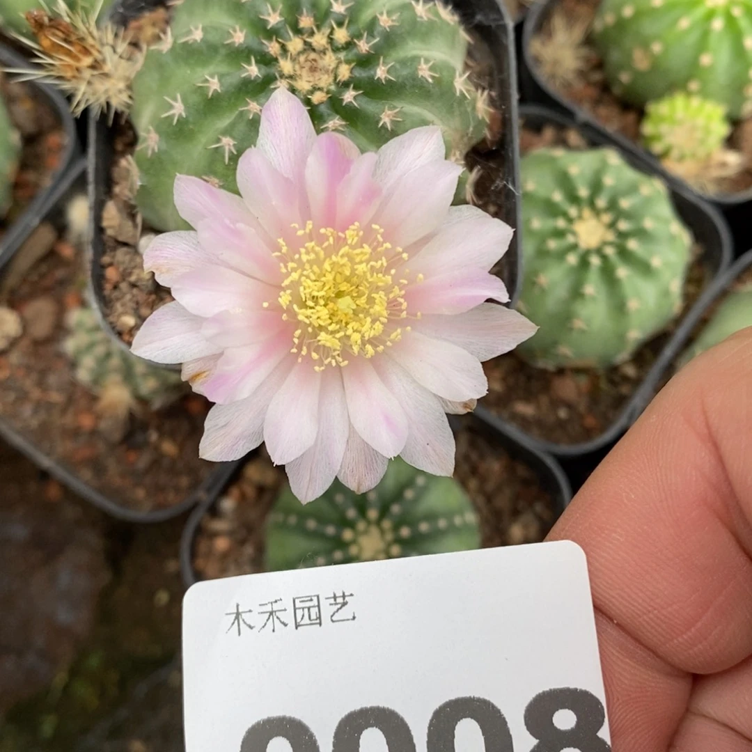 粉白自根明石虾0008