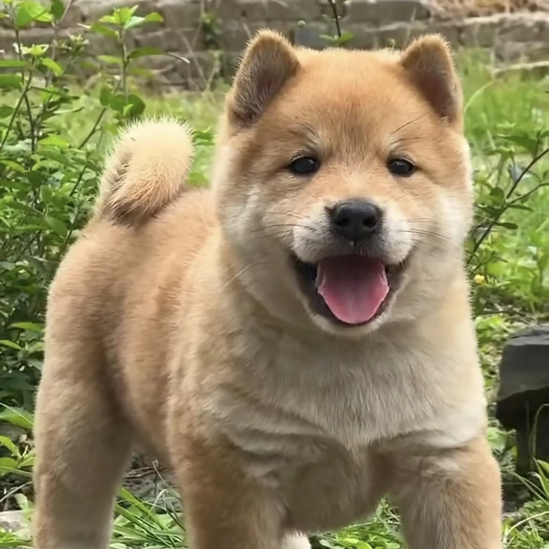 广西田园犬（黄狗白面、粉鼻土松、五黒、五红犬）一物一拍