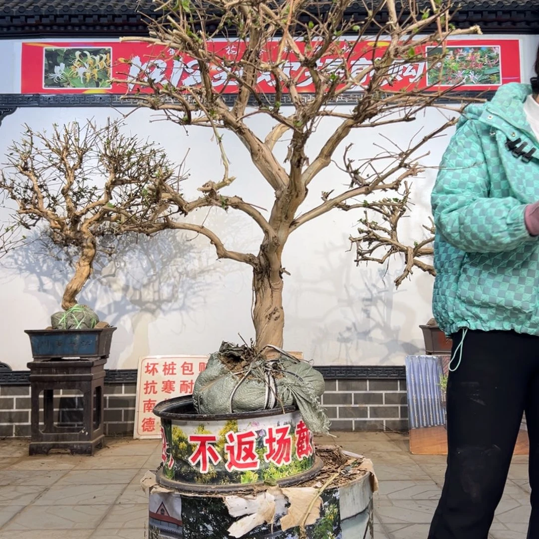 无花朵金银花8888