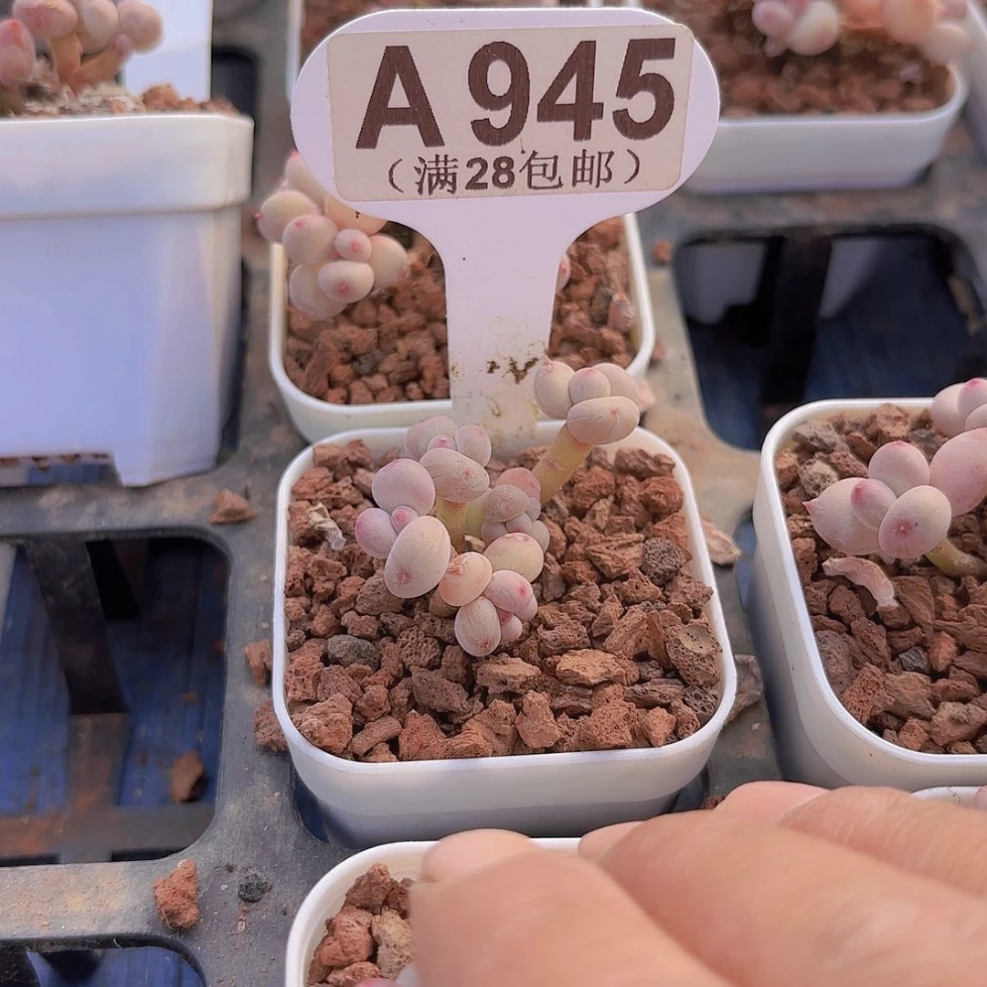 A956萤火虫一物一拍