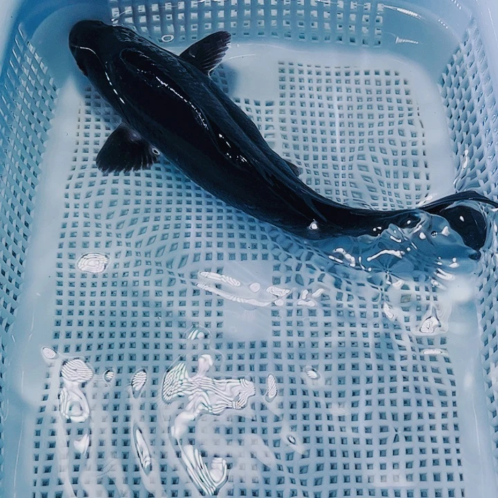海水鱼锦鲤观赏鱼