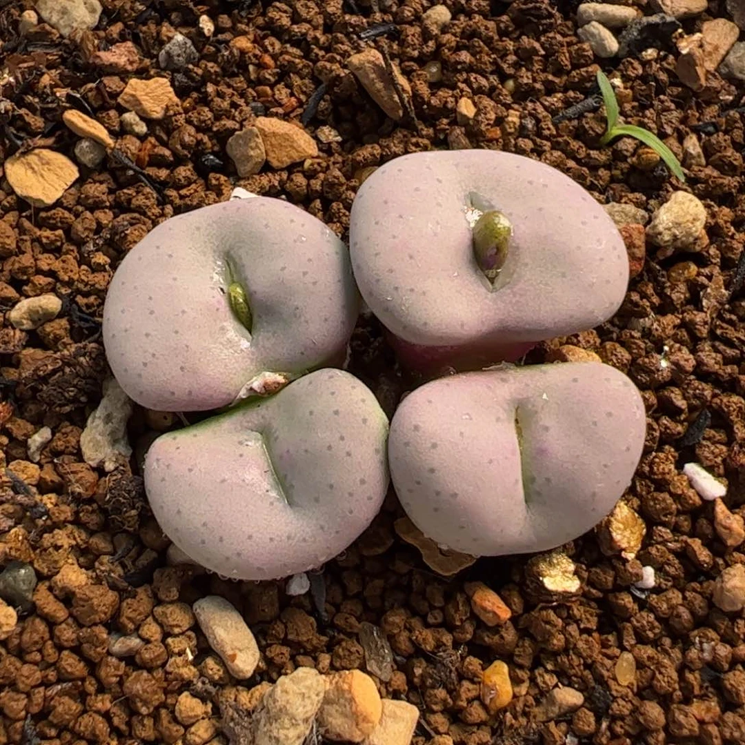 452多肉植物百科