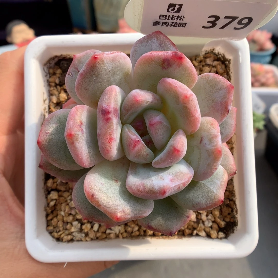 379梦露石化多肉植物