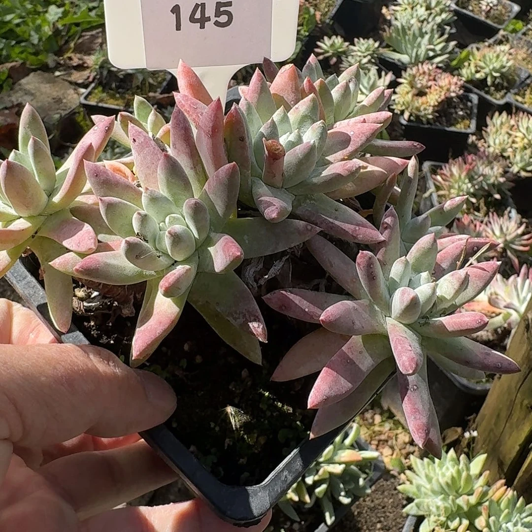 心****多肉植物仙女杯1216145