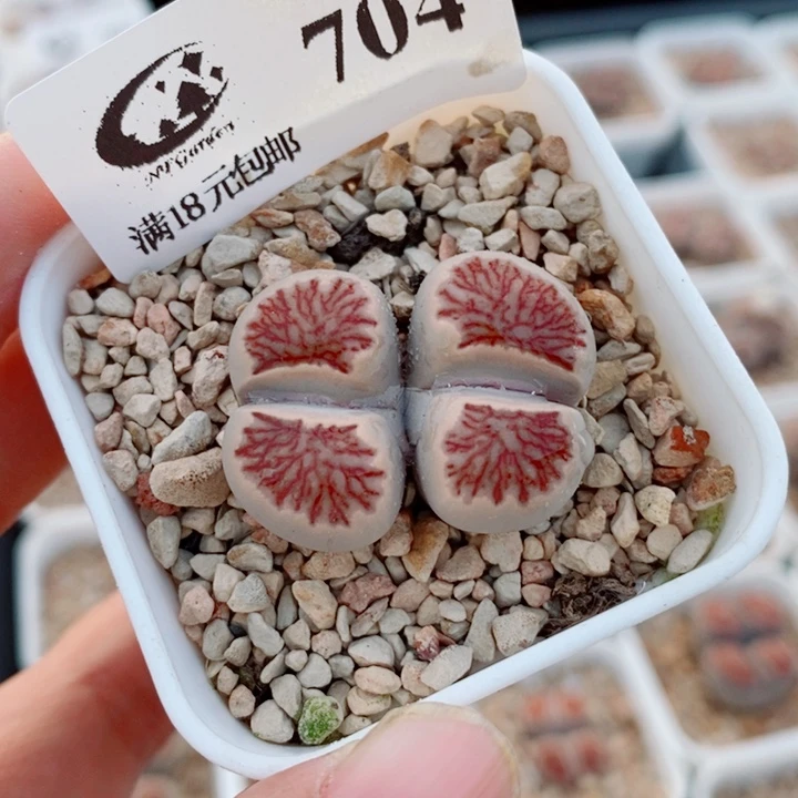 生石花花花花花704