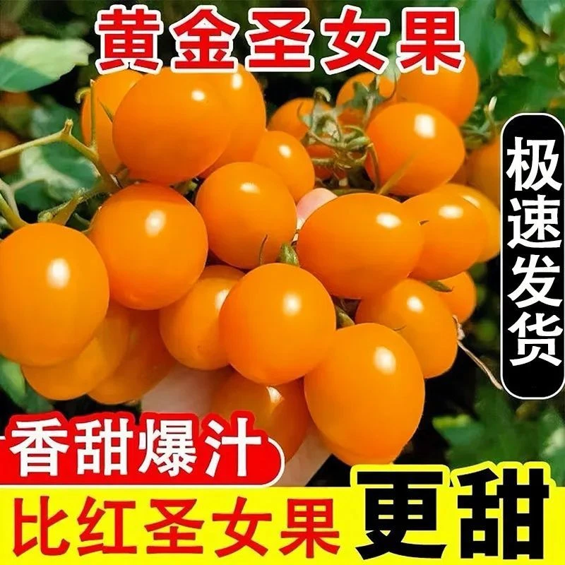 广西黄金圣女果新鲜孕妇宝宝应季水果黄色小番茄千禧西红柿批发