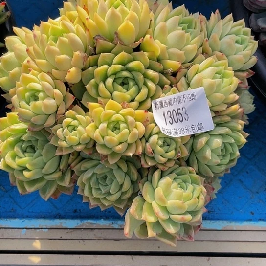 鸿****）麦秆13053多肉
