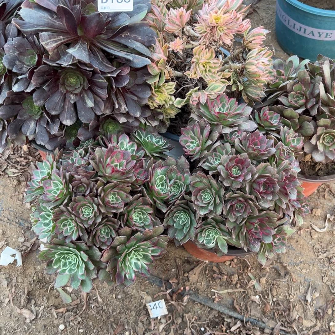 小***了166五颗组合多肉植物法师