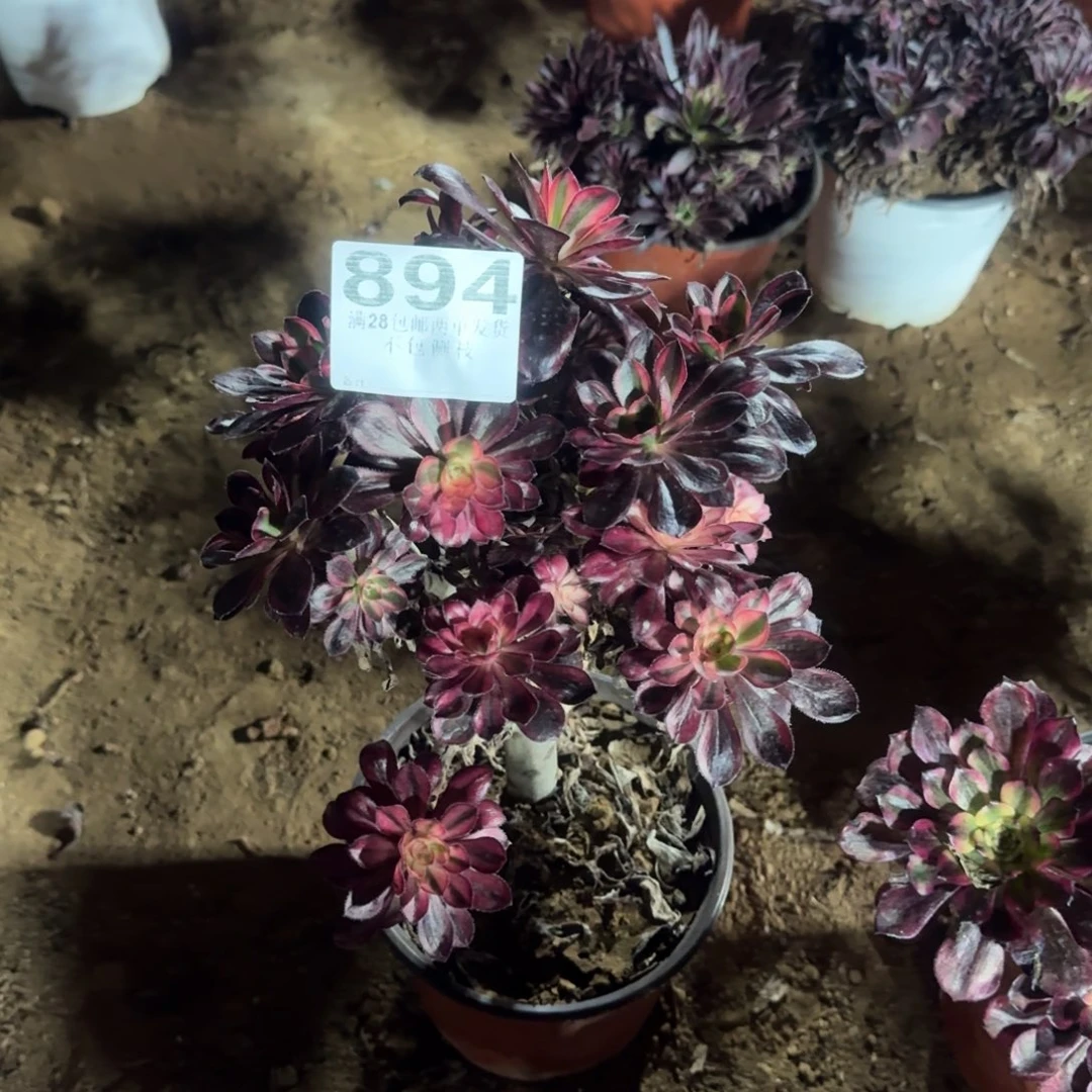 894号香法师福利不包损