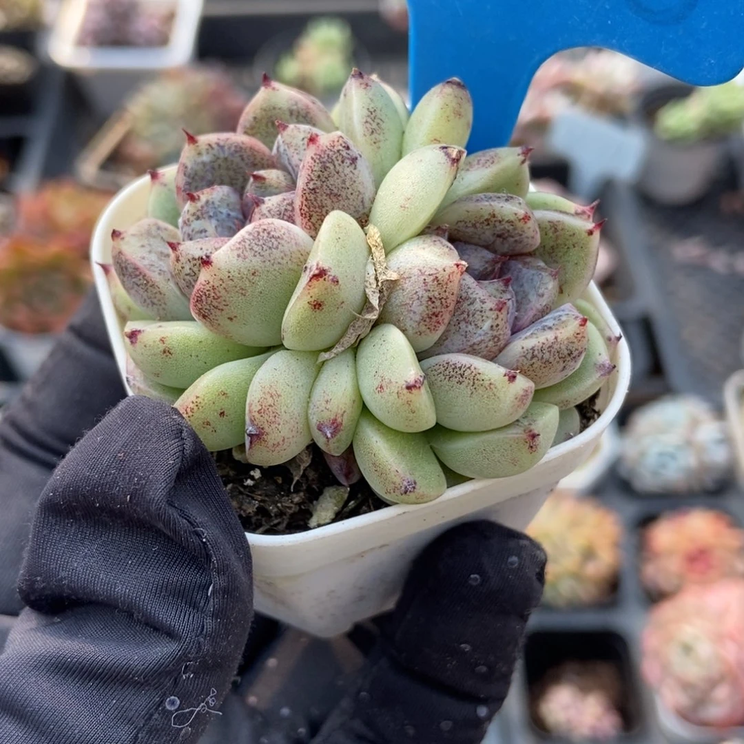 2046赤水晶多肉植物