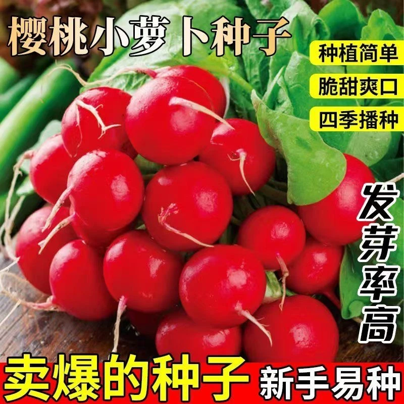 樱桃小萝卜种子迷你萝卜香脆甜多汁新鲜水果萝卜阳台小院花盆种植