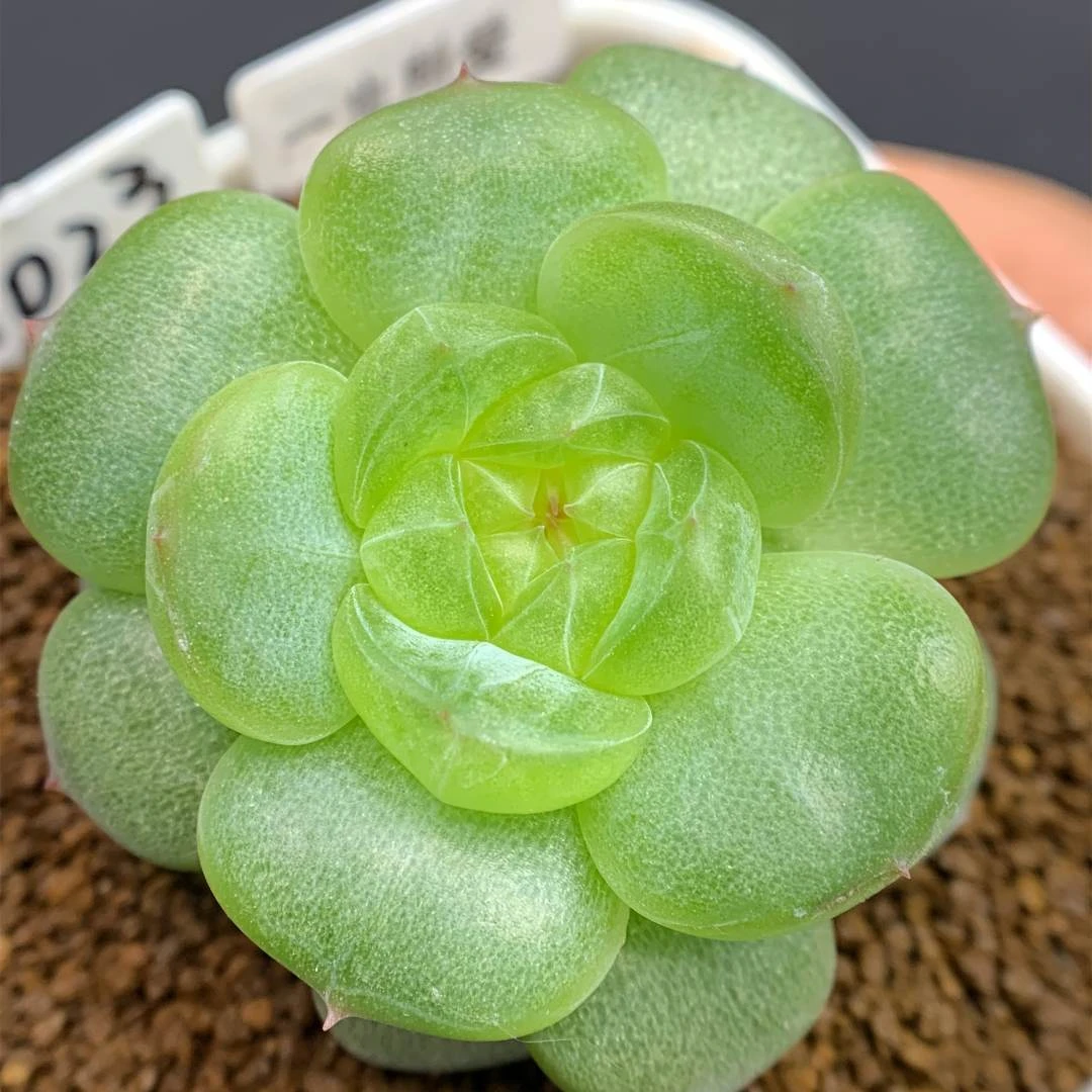 十八号链接 g155-g163 框拍 9/14 周日 讲解点击封面图