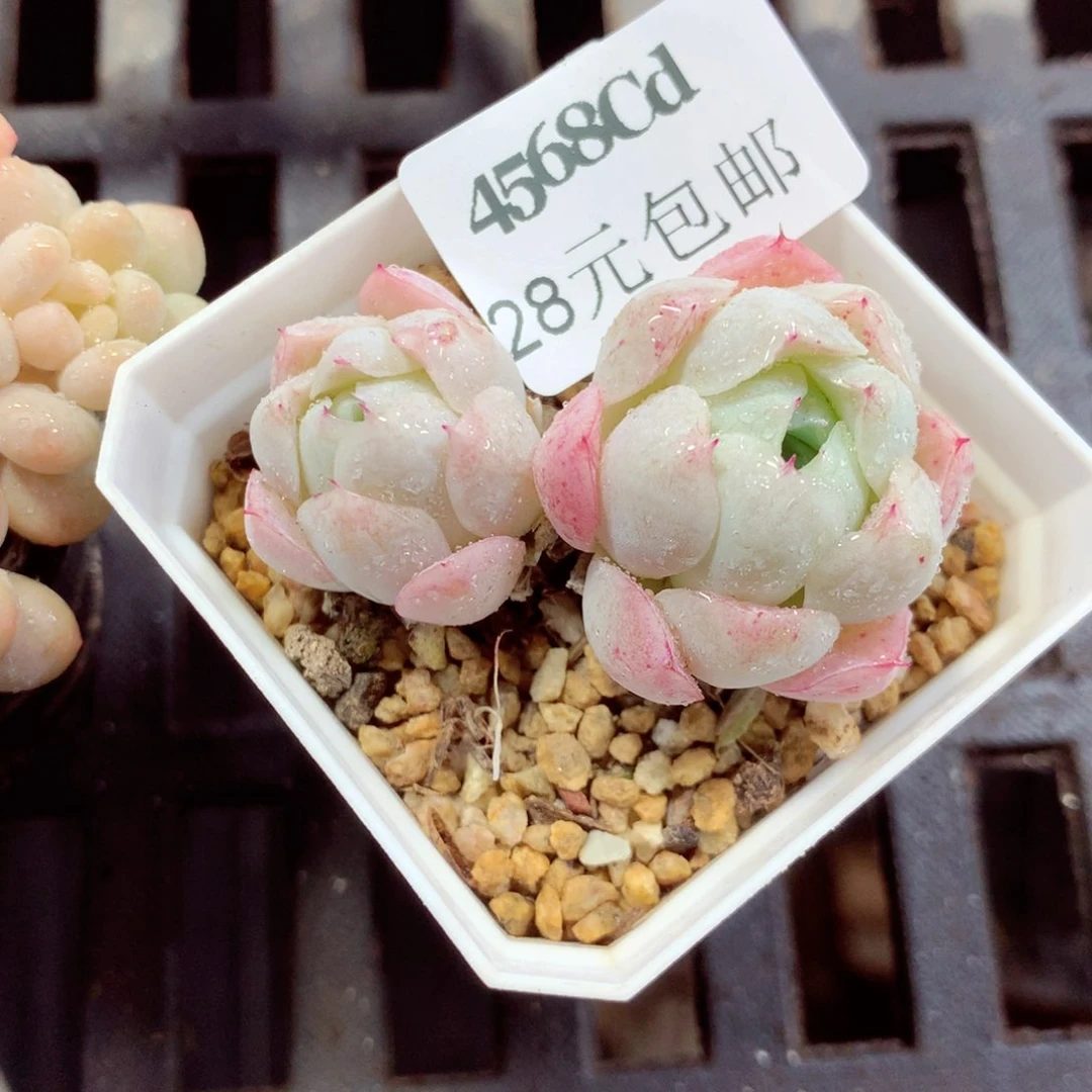 5厘米盆精控多肉4568