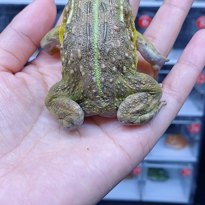 角蛙岩岩宠物饲养管理