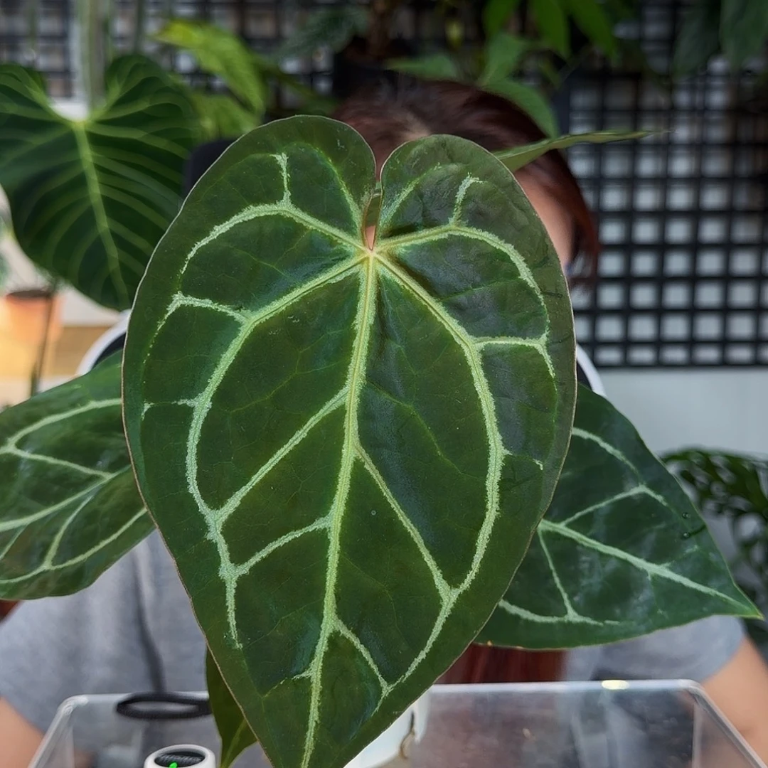 完全开放华丽杂黑水晶