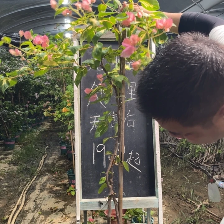 无花朵三角梅三角梅600