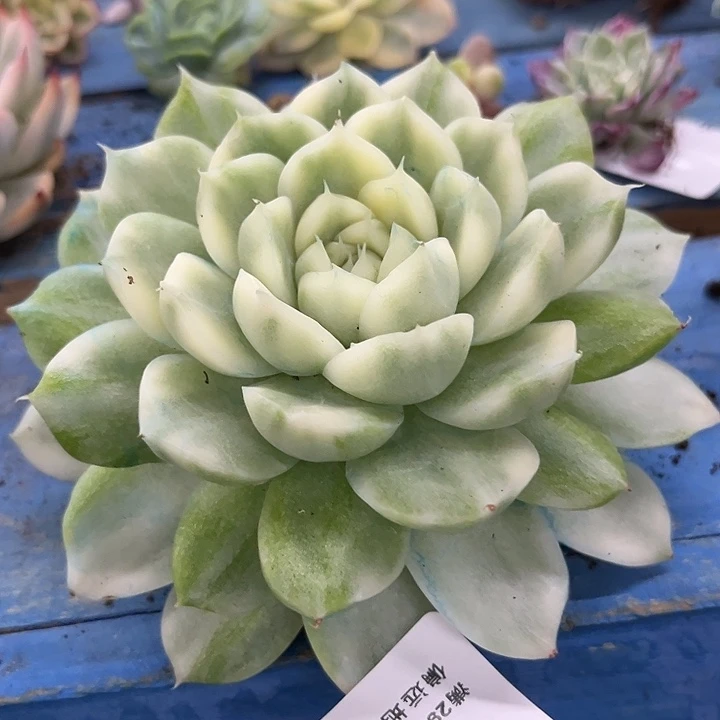 582麦秆高白瓷母本大单头