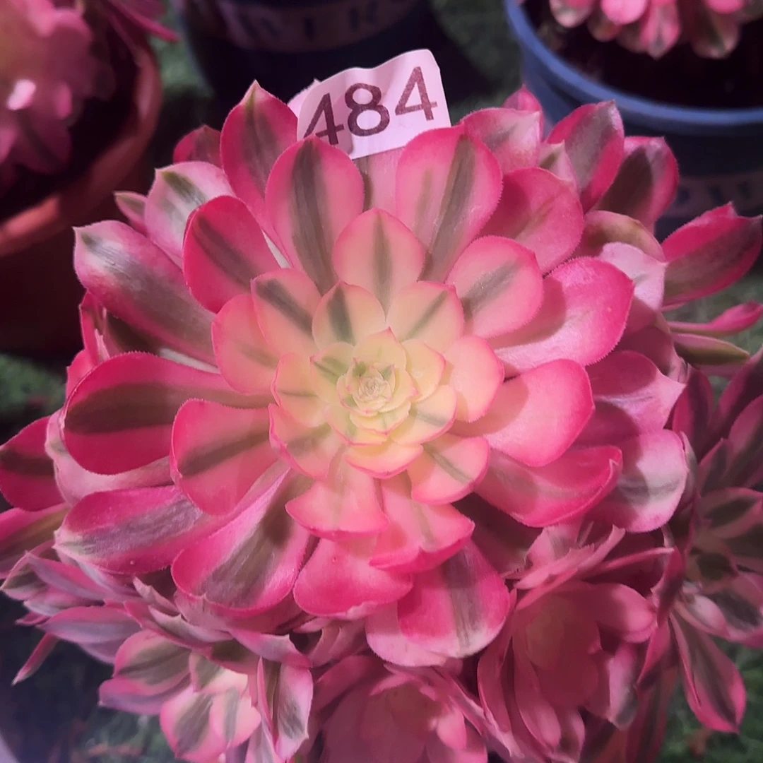 多肉植物法师倾城484