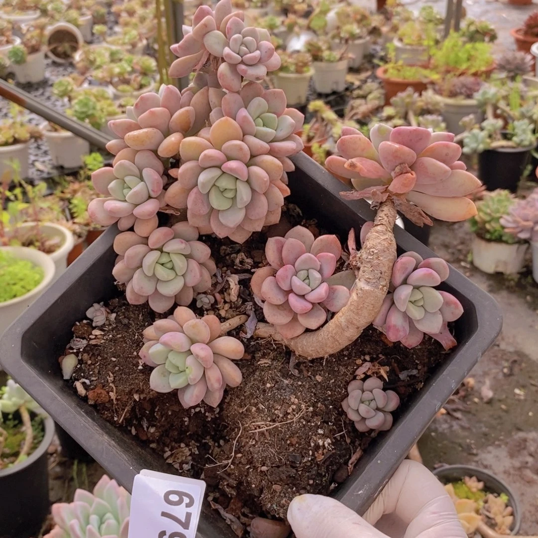 6794花斑露一物一拍