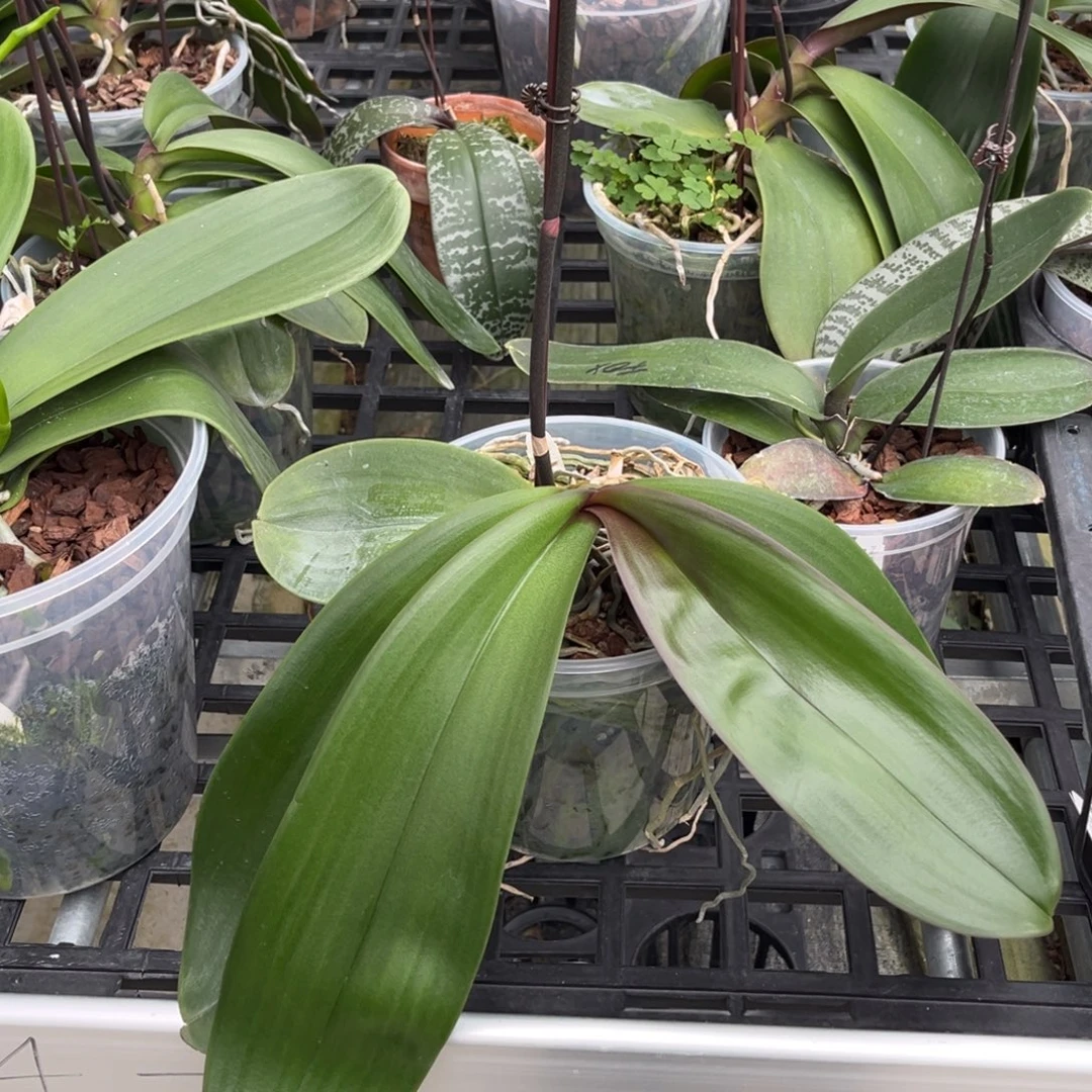 无花朵5寸山採交嫣红桑德