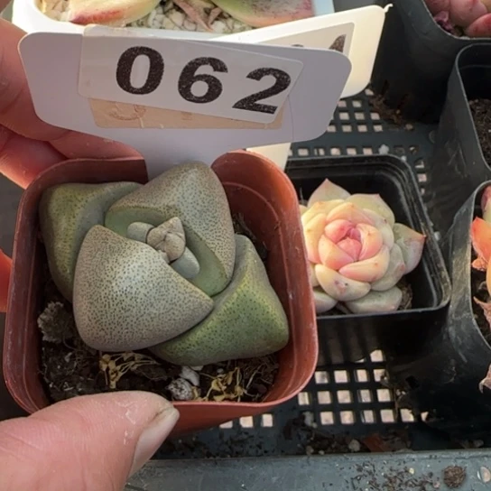 62元宝一物一拍多肉