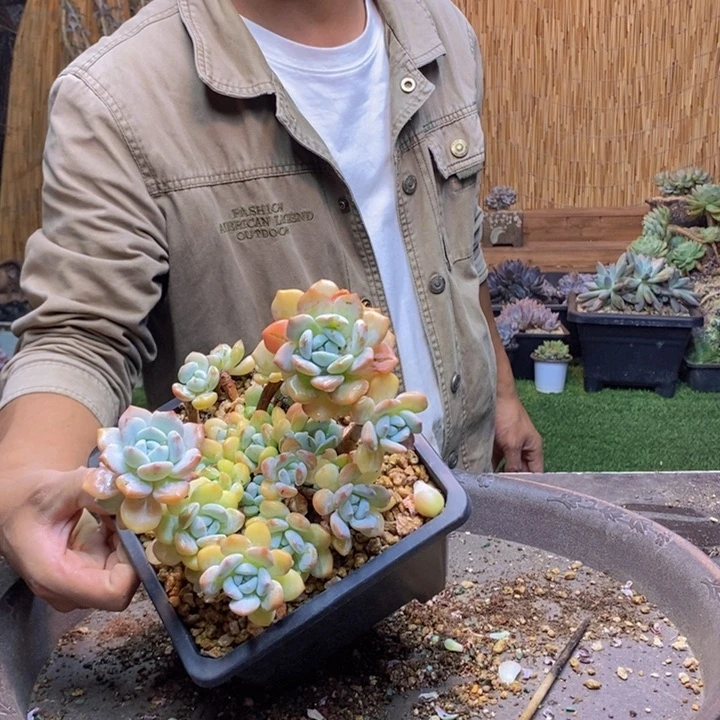 海***元257号冷香多肉植物