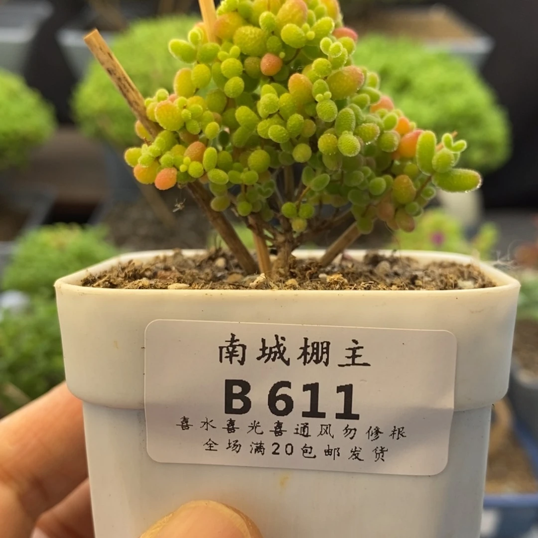 611蜜橘糖球枝干