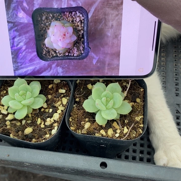 上盆寒绯一个多肉量拍