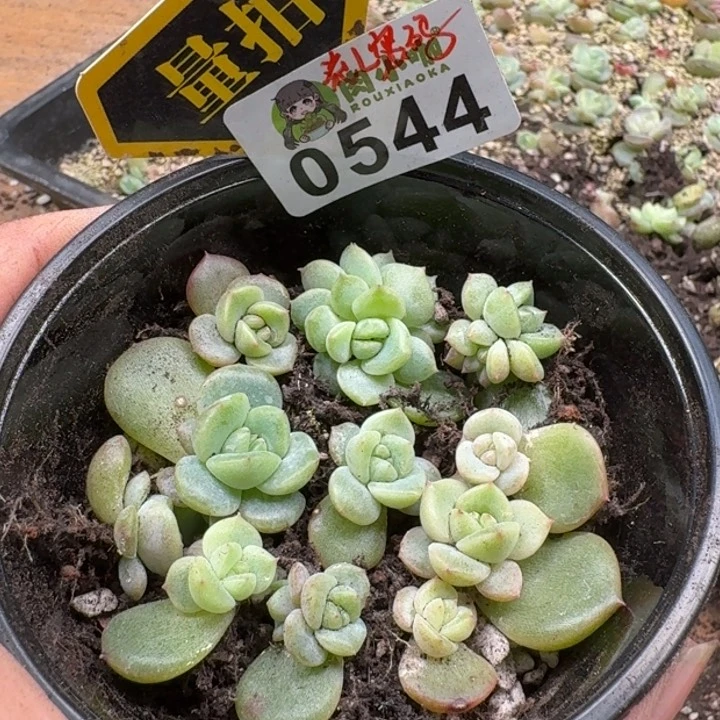 当前无花朵，栽培后可花朵多肉植物多肉植物