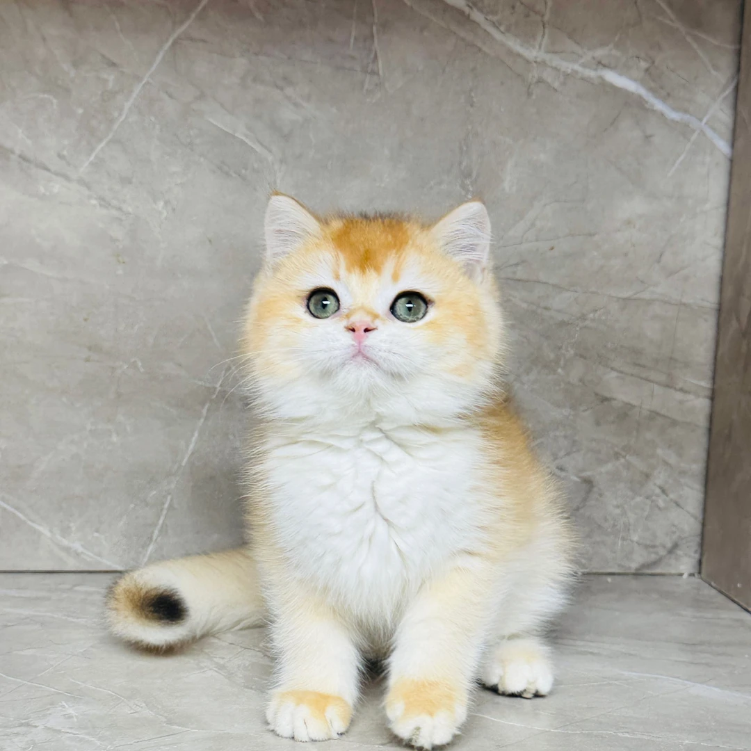 来了姊妹-金渐层猫弟弟 J30