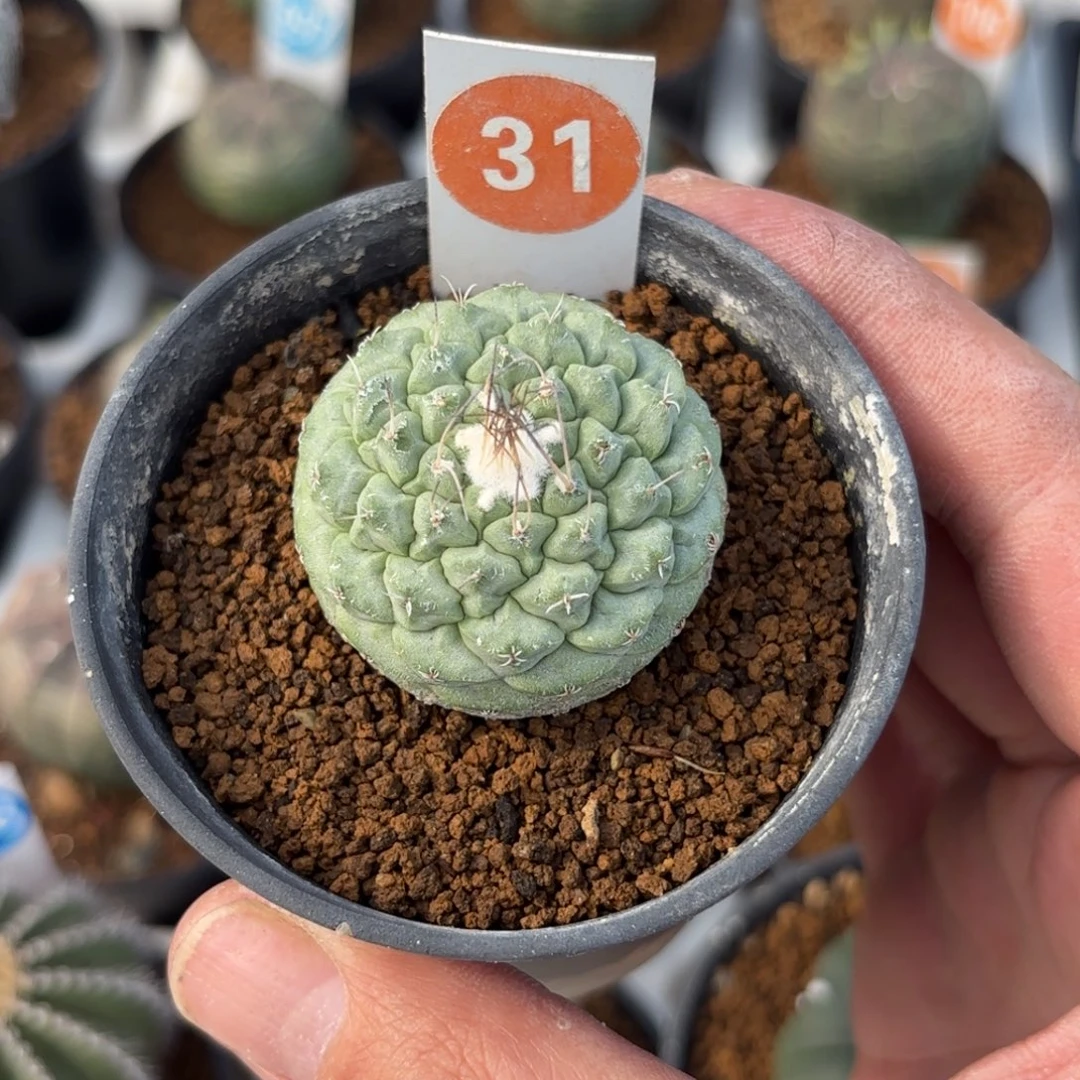 31实生菊水带盆带土
