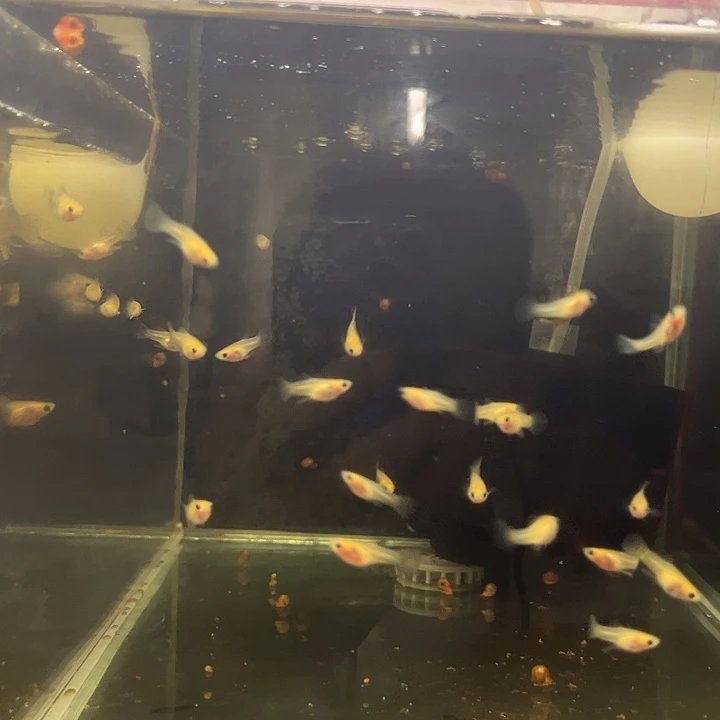 孔雀鱼黄蕾丝玻璃体1条(满50包邮)